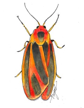 Lichen moth thumbnail