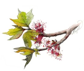 tos-march-maples.jpg thumbnail