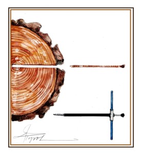 Tree core thumbnail