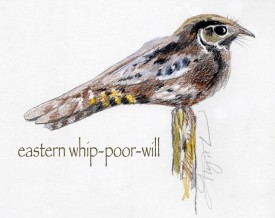 Whip poor will thumbnail