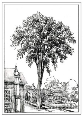 TOS_American_Elm_web.jpg thumbnail