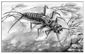 TOS_Aquatic_insects_web.jpg thumbnail
