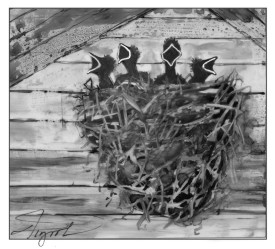 Swallows thumbnail