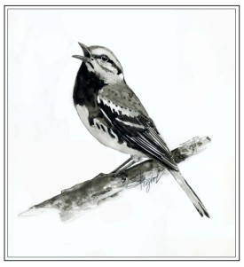 Warbler thumbnail