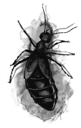 Blister beetle thumbnail