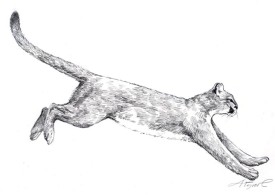 TOS_Catamount_web.jpg thumbnail