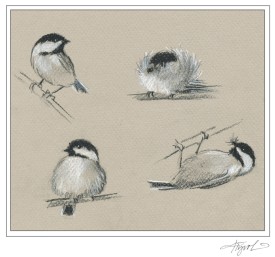 Chickadee thumbnail