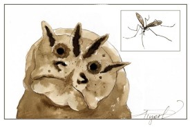 TOS_Crane_Fly_web.jpg thumbnail
