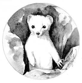 TOS_Ermine_Weasel_web.jpg thumbnail