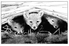 TOS_Foxes_web.jpg thumbnail