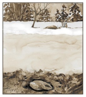 Frog adaptations thumbnail
