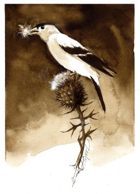 TOS_Goldfinch_web.jpg thumbnail