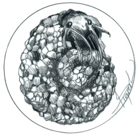 Caddisfly thumbnail