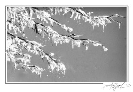 Ice storm thumbnail