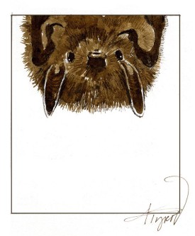 TOS_Long_earred_bat_web.jpg thumbnail