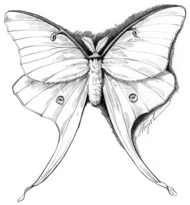 Luna Moth thumbnail