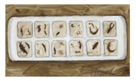 Macroinvertebrates thumbnail
