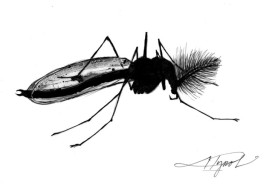 TOS_Male_Midge_web.jpg thumbnail