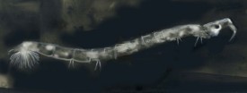 tos_midge_web.jpg thumbnail