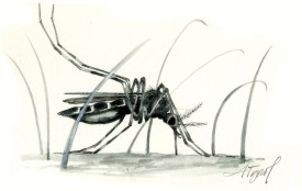 Mosquito thumbnail