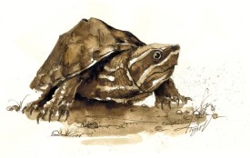 TOS_Musk_Turtle_web.jpg thumbnail
