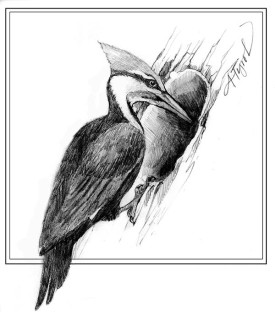 TOS_Pileated_Woodpecker_web.jpg thumbnail