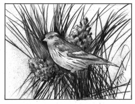 Pine siskins thumbnail