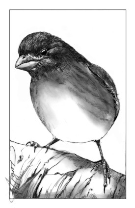 Purple finch thumbnail