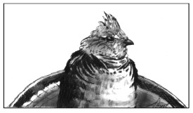 Grouse or partridge thumbnail