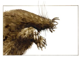 Star nosed mole thumbnail