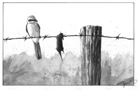 Shrike thumbnail