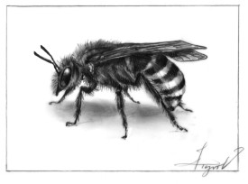 Sweat Bee thumbnail