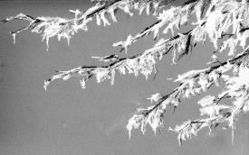 TOS_TreesIce_w.jpg thumbnail