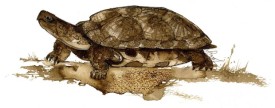 TOS_Turtle_Shells_web.jpg thumbnail