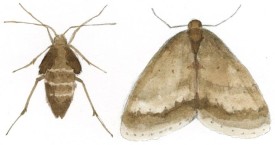 TOS_Winter_Moths_web.jpg thumbnail