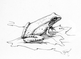 TOS_Wood_Frog_web.jpg thumbnail