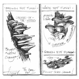 Wood rot thumbnail