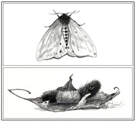Woolly Bear thumbnail