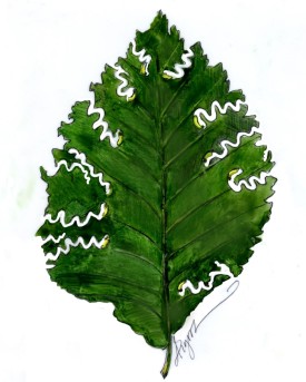 Zigzag sawfly thumbnail