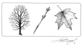 Tree_dormancy.jpg thumbnail
