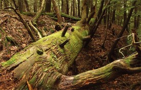 tree_falls.jpg thumbnail