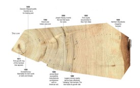 tree_rings.jpg thumbnail