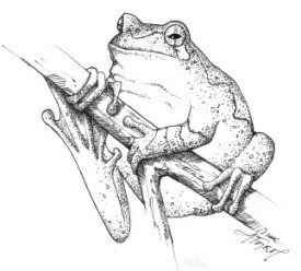 treefrog.jpg thumbnail