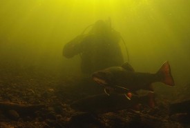trout_fishery_1.jpg thumbnail