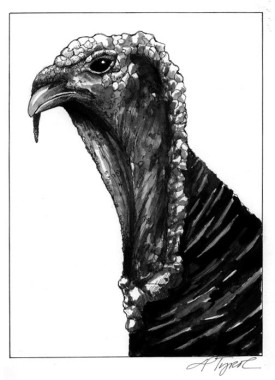 turkey.jpg thumbnail