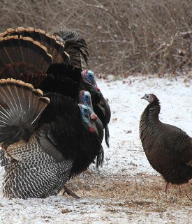 turkey_choices_w.jpg thumbnail