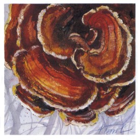 turkey_tail.jpg thumbnail