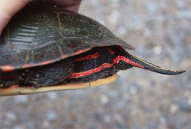 turtle_FINAL600.jpg thumbnail