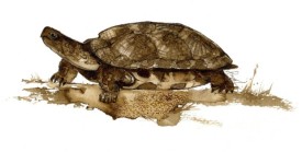 turtle_web.jpg thumbnail