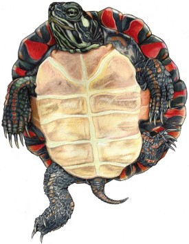 turtles_web1.jpg thumbnail